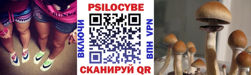 где купить наркотик  Теберда  Псилоцибиновые грибы Psilocybe 